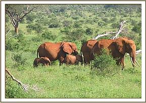 Emily and Lesanju's herd in a browsing mission