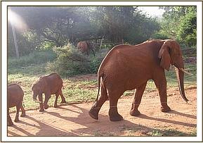 Orphans making way for Laikipia