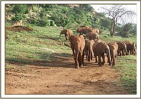 Lesanju leading the orphans out of the stockades