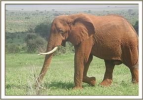 Laikipia enjoying the green grass