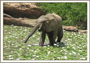 Napasha wading through water