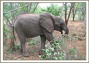 Sunyei feeding on a branch