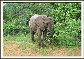 Wendi feeding