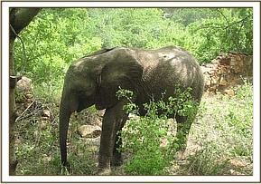 Madiba relaxing under a tree