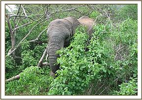 Taita hidden by thickets