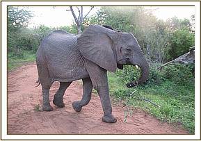 Kinna holding a tree branch.jpg