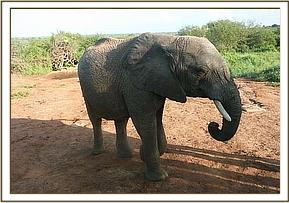 Taita