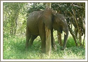 Lualeni scratching her ear