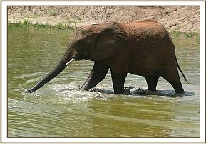Napasha wading through water
