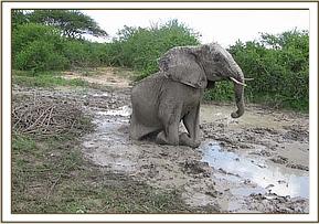 Yatta mudbathing