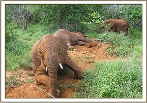 Lualeni dust bathing
