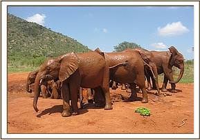Lesanju & Others after their mud bath