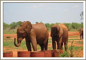 Lesanju front having a drink
