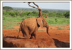 Sinya leaving the mudwallow