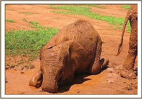 Lempaute enjoying the mudwallow