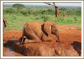 Sinya at the mudbath
