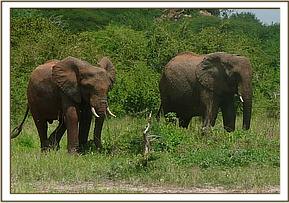 Mgeni and Mulika