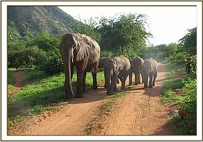 Nasalot leading the babies