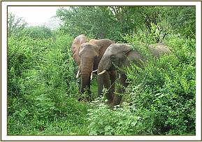 Mgeni and Napasha in the bushes