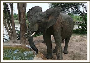 Napasha flapping ears