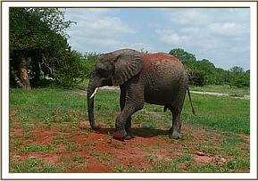 Taita