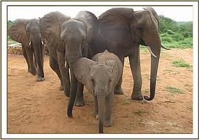 Ithumbah escorted by Kinna, Selengai & Yatta