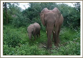 Ithumbah and Selengai