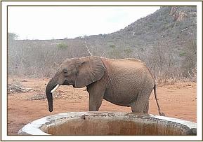Taita