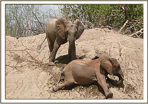 Mgeni and Yatta