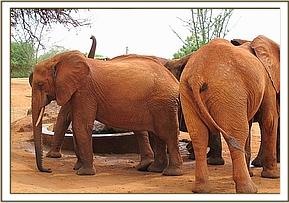 Thoma on the left