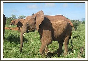 Lesanju browsing in the field