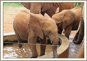 Eve in the water trough