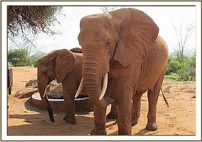 Laikipia right and Thoma