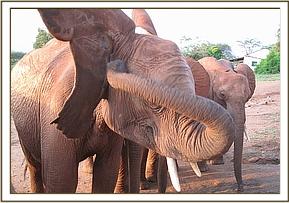 Lesanju scratching her ear