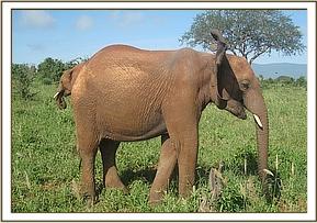 Lesanju flapping her ears
