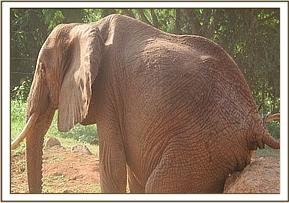 Tsavo scratching