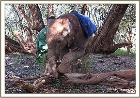 Lesanju in the bush