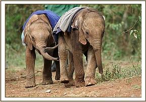 Shimba and Lesanju