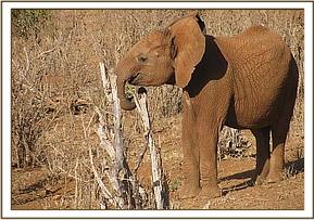 Lesanju feeds on a dry twig