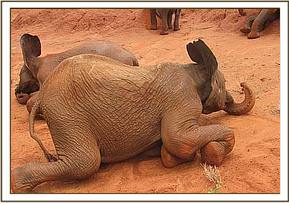 Sinya scratchs her stomach on the ground