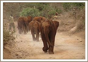 Lesanju leads the others out to browse
