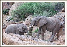 Madiba scratching
