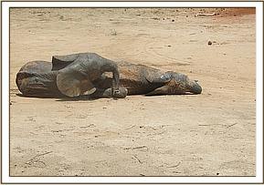 Narok and Orwa relaxing together