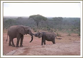 Tomboi playing with Kanjoro