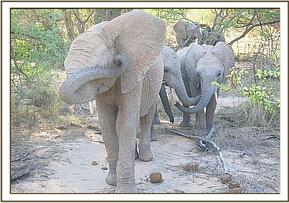 Orwa scratching his ear