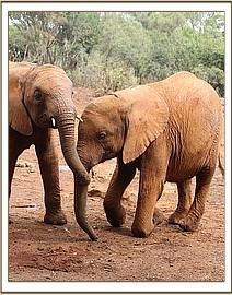 Arruba and Mashariki playing