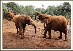 Arruba and Suswa continued bashing around