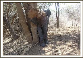 Napasha scratching himself against a tree