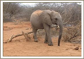 Taita