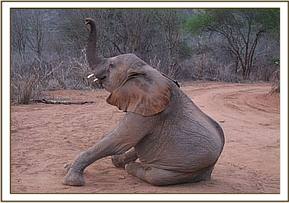 Wendi playing